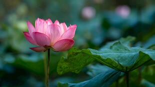 绽放的粉色荷花与绿叶