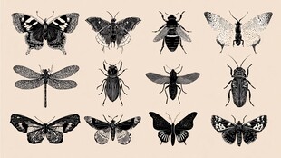 复古风昆虫插画集合