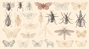 复古风昆虫插画集合