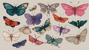 多彩蝴蝶插画集合