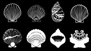 多样贝壳轮廓图案集合