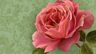 粉色娇艳玫瑰壁纸图案