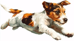 奔跑的杰克罗素梗犬