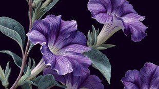 紫色牵牛花特写