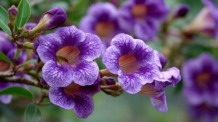 紫色绽放的美丽喇叭花