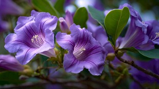 紫色绽放的美丽花卉