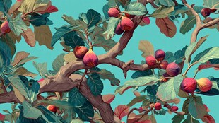 无花果树枝繁果盛景象