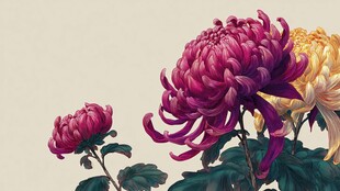 艳丽多彩菊花绽放