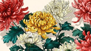 多彩菊花绽放图