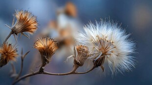 干枯蒲公英 岁月沉淀之美