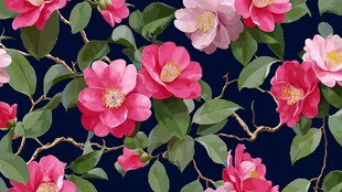 深蓝色背景上的艳丽山茶花