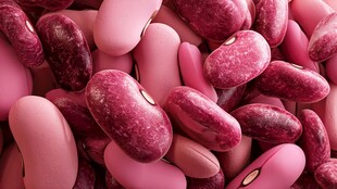 粉红多彩芸豆特写