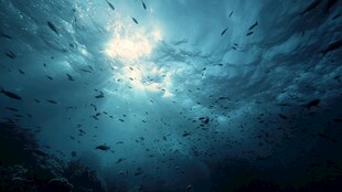 深海之下的鱼群与光影