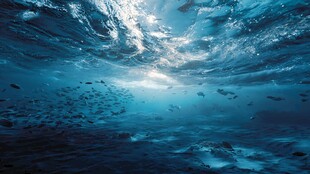 梦幻深海景象 群鱼共舞