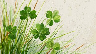 清新三叶草与绿草背景图