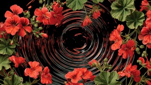 红色花朵环绕的黑色漩涡