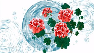 水中绽放的娇艳天竺葵