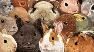 可爱萌宠大集合