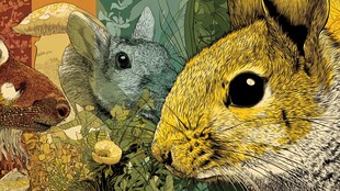 森林中的可爱小动物们