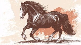 奔腾骏马 尽显自由风采