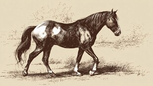 漫步的斑点骏马