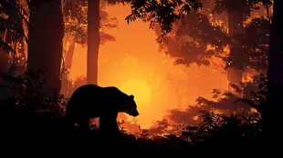 夕阳下森林中的黑熊剪影