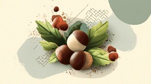 板栗插画 自然清新果实图景