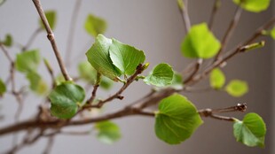 嫩绿银杏枝叶特写