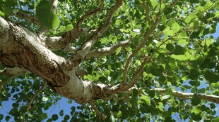 仰观繁茂大树枝叶与蓝天