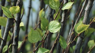 嫩绿枝叶点缀褐色枝桠