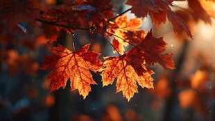 秋日枫叶 光影交织的绚烂