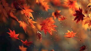 秋日枫叶飘飞的浪漫景致