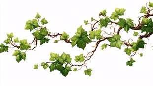 翠绿常春藤藤蔓插画