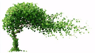 风中绿影摇曳的独特树木