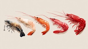 五只虾的色彩渐变展示