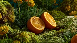 柑橘置于繁茂绿植间