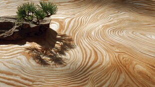 沙中孤松的自然纹理景观