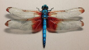 红翅蓝身蜻蜓特写