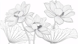 水墨荷花线稿