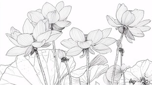 白描荷花图 清雅水墨风