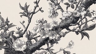 黑白花卉枝头图