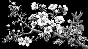 黑白花卉枝桠精致画面