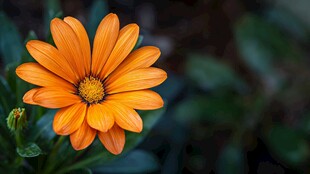 橙色绽放的美丽非洲菊