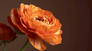 橙色花毛茛特写