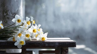 桌上绽放的清新水仙花