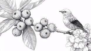 枝头鸟与果的黑白绘景