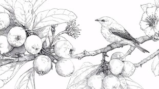 枝头小鸟与果实素描图