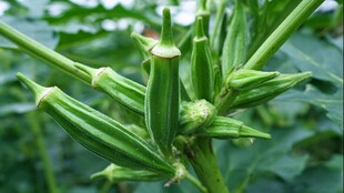 鲜嫩秋葵植株特写