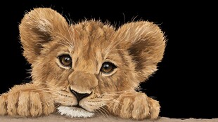 可爱小狮子萌态尽显