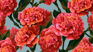 艳丽康乃馨花卉图案背景